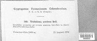 Image of Tricholoma acerbum